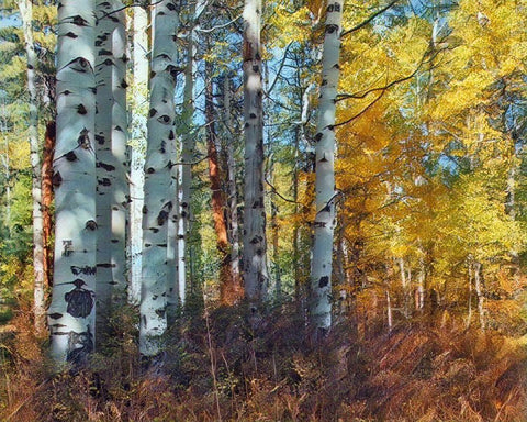 Autumn Aspens Black Ornate Wood Framed Art Print with Double Matting by McFerrin, Larry