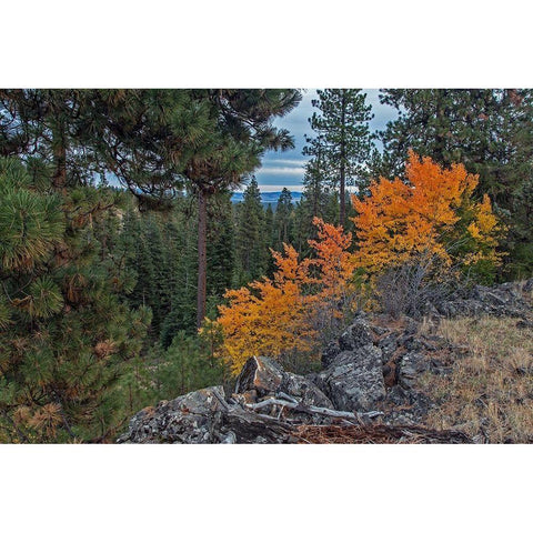 Aspen Blaze Black Modern Wood Framed Art Print with Double Matting by McFerrin, Larry