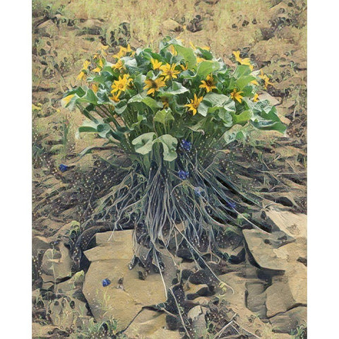Desert Bouquet Black Modern Wood Framed Art Print by McFerrin, Larry