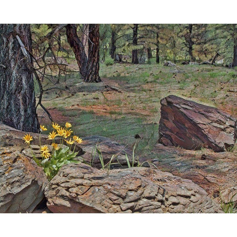 Mules Ears in Forest Gold Ornate Wood Framed Art Print with Double Matting by McFerrin, Larry