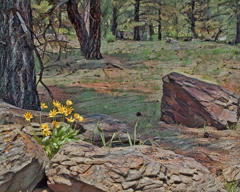 Mules Ears in Forest Black Ornate Wood Framed Art Print with Double Matting by McFerrin, Larry