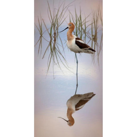 American Avocet White Modern Wood Framed Art Print by McFerrin, Larry