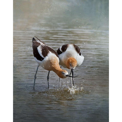 American Avocet II Black Modern Wood Framed Art Print by McFerrin, Larry
