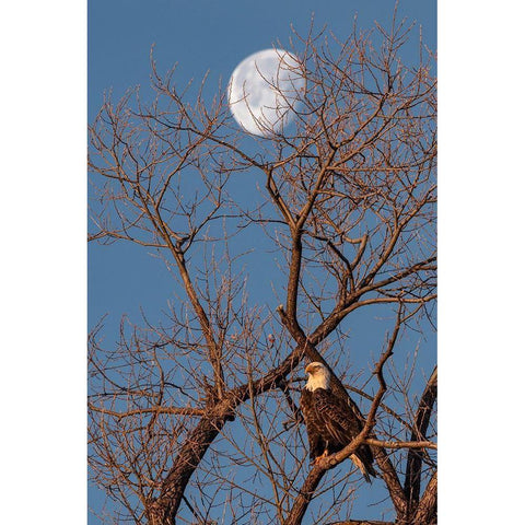 Eagle Moon Black Modern Wood Framed Art Print with Double Matting by McFerrin, Larry