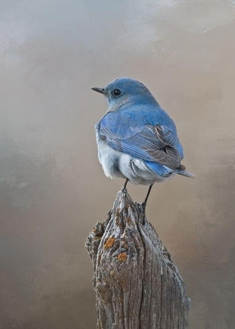 Mountain Bluebird Black Ornate Wood Framed Art Print with Double Matting by McFerrin, Larry