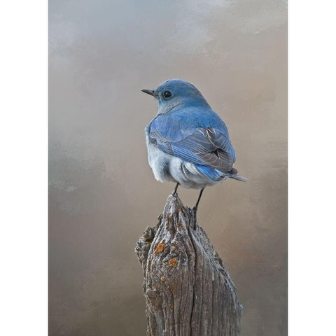 Mountain Bluebird Gold Ornate Wood Framed Art Print with Double Matting by McFerrin, Larry