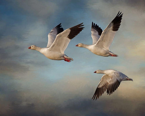 Snow Geese White Modern Wood Framed Art Print with Double Matting by McFerrin, Larry