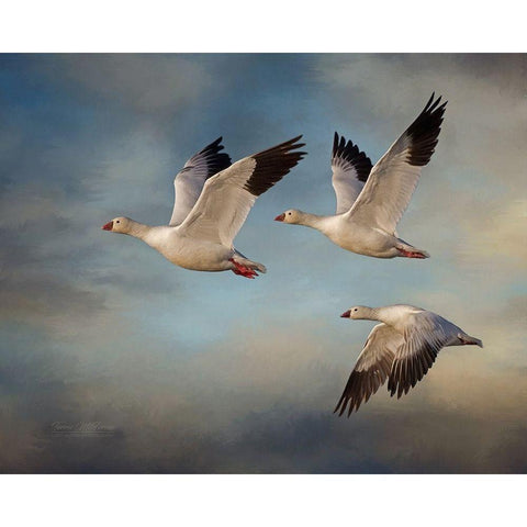 Snow Geese Black Modern Wood Framed Art Print by McFerrin, Larry