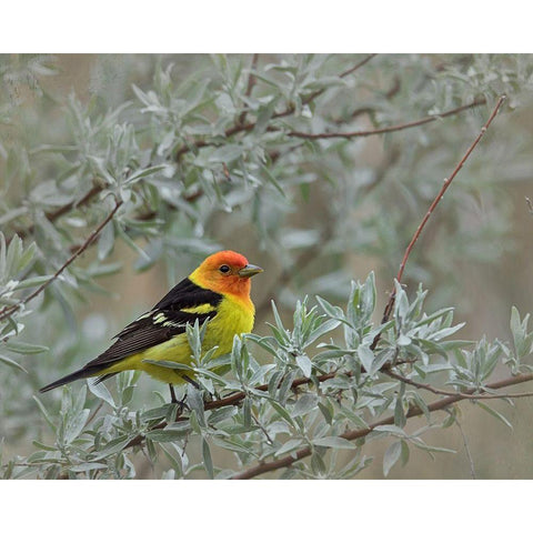 Western Taneger Black Modern Wood Framed Art Print with Double Matting by McFerrin, Larry