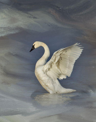 Tundra Swan White Modern Wood Framed Art Print with Double Matting by McFerrin, Larry