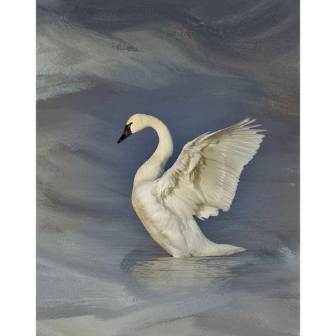 Tundra Swan Black Modern Wood Framed Art Print by McFerrin, Larry