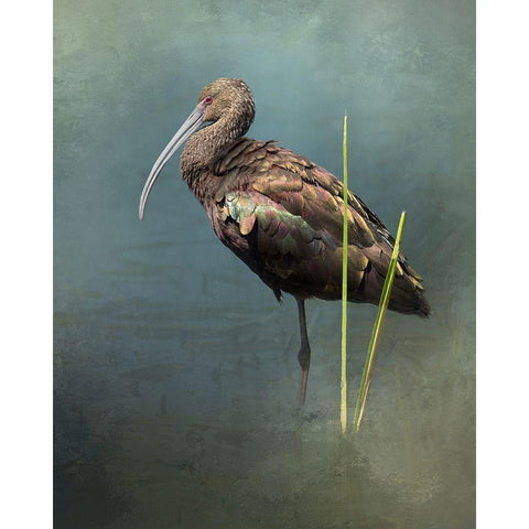 White Faced Ibis White Modern Wood Framed Art Print by McFerrin, Larry