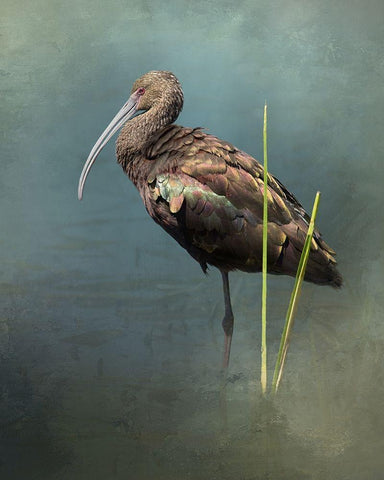 White Faced Ibis Black Ornate Wood Framed Art Print with Double Matting by McFerrin, Larry