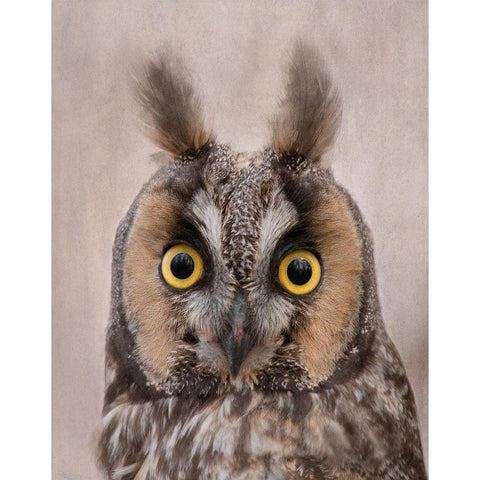 Long-Eared Owl White Modern Wood Framed Art Print by McFerrin, Larry
