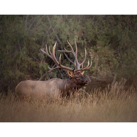 Bull Elk Gold Ornate Wood Framed Art Print with Double Matting by McFerrin, Larry