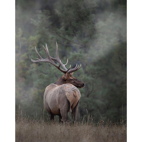 Bull Elk II Black Modern Wood Framed Art Print by McFerrin, Larry