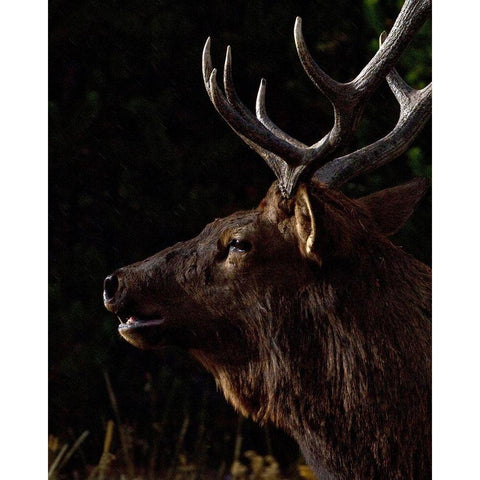 Sunset Bull Black Modern Wood Framed Art Print with Double Matting by McFerrin, Larry