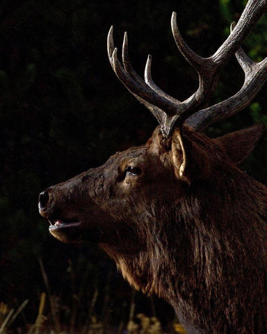 Sunset Bull Black Ornate Wood Framed Art Print with Double Matting by McFerrin, Larry