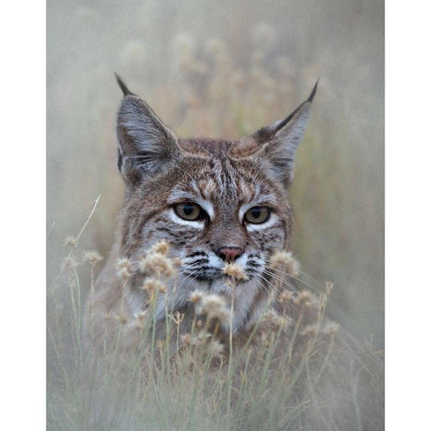 Bobcat Gold Ornate Wood Framed Art Print with Double Matting by McFerrin, Larry