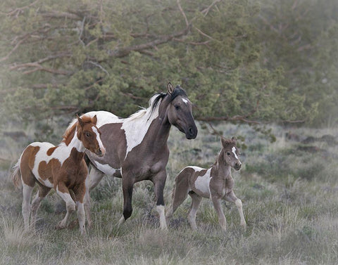 Legend-Aura-and Storm Black Ornate Wood Framed Art Print with Double Matting by McFerrin, Larry
