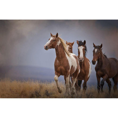 Wild Stallion Black Modern Wood Framed Art Print by McFerrin, Larry