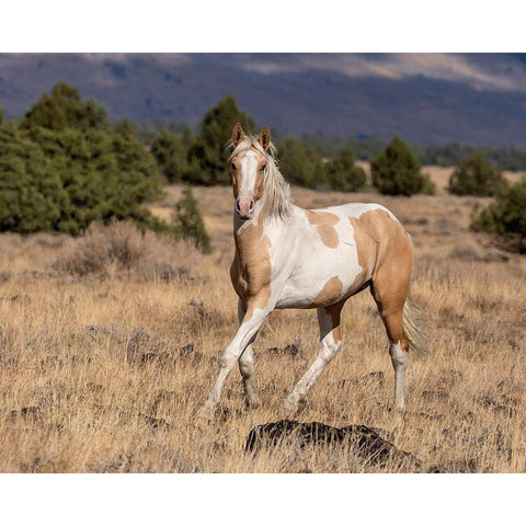 Curious Colt Gold Ornate Wood Framed Art Print with Double Matting by McFerrin, Larry