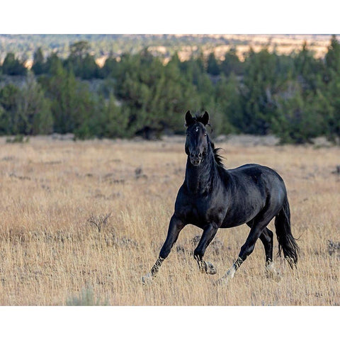 Intense White Modern Wood Framed Art Print by McFerrin, Larry