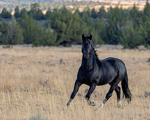 Intense Black Ornate Wood Framed Art Print with Double Matting by McFerrin, Larry
