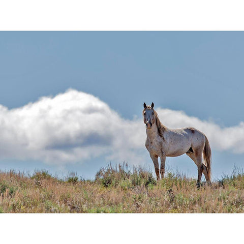War Chief White Modern Wood Framed Art Print by McFerrin, Larry