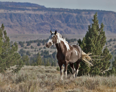 Renegade Black Ornate Wood Framed Art Print with Double Matting by McFerrin, Larry