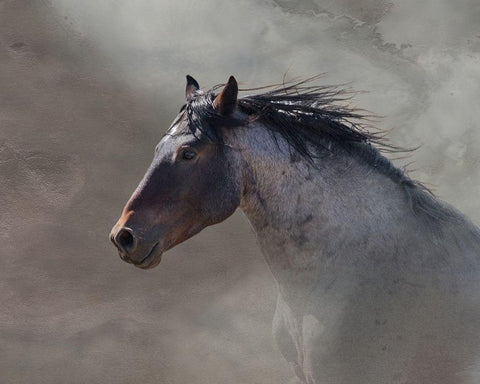 Back Country Roan White Modern Wood Framed Art Print with Double Matting by McFerrin, Larry