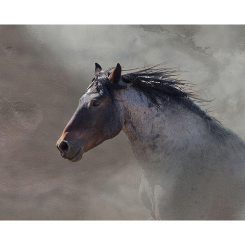 Back Country Roan Black Modern Wood Framed Art Print with Double Matting by McFerrin, Larry