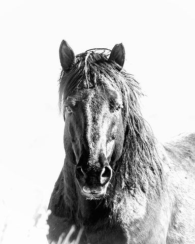 Black Stallion White Modern Wood Framed Art Print with Double Matting by McFerrin, Larry