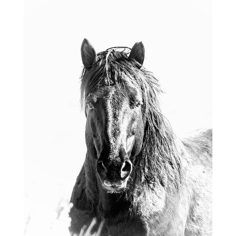 Black Stallion Black Modern Wood Framed Art Print with Double Matting by McFerrin, Larry