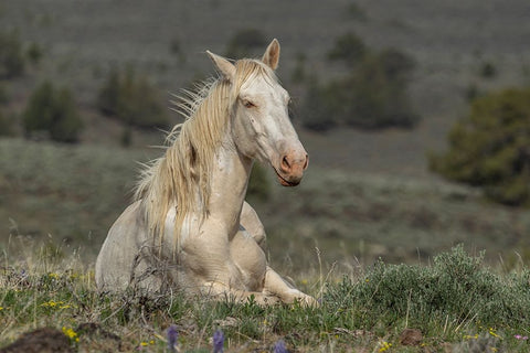 Survivor Black Ornate Wood Framed Art Print with Double Matting by McFerrin, Larry