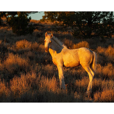 Pueblos Colt Black Modern Wood Framed Art Print by McFerrin, Larry