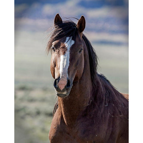 Choctaw White Modern Wood Framed Art Print by McFerrin, Larry