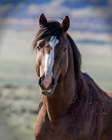 Choctaw White Modern Wood Framed Art Print with Double Matting by McFerrin, Larry
