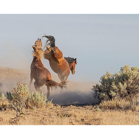 Dueling Stallions Gold Ornate Wood Framed Art Print with Double Matting by McFerrin, Larry