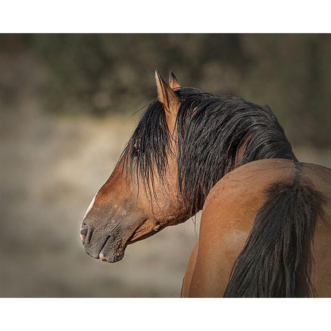 Honor White Modern Wood Framed Art Print by McFerrin, Larry