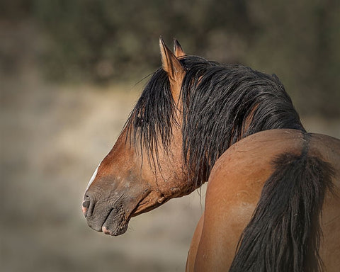 Honor White Modern Wood Framed Art Print with Double Matting by McFerrin, Larry