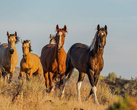South Steens Mustangs Black Ornate Wood Framed Art Print with Double Matting by McFerrin, Larry