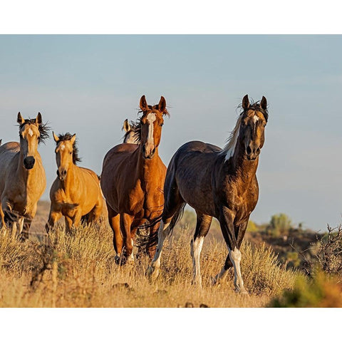 South Steens Mustangs Black Modern Wood Framed Art Print by McFerrin, Larry