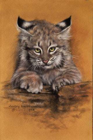 Bobcat Black Ornate Wood Framed Art Print with Double Matting by Harrison, Lesley