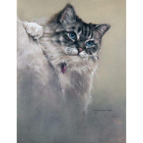 Sapphires and Whiskers Black Modern Wood Framed Art Print with Double Matting by Harrison, Lesley