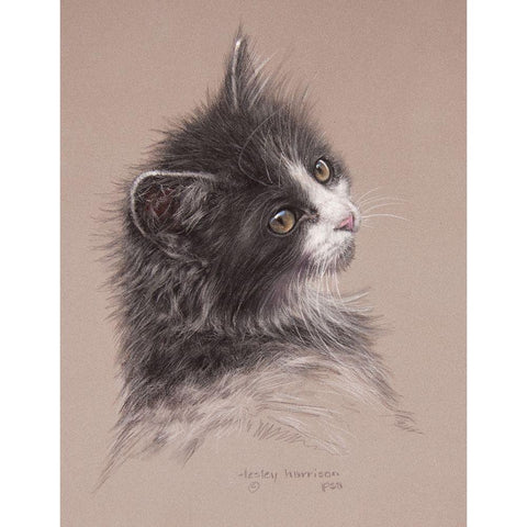 Pretty Kitty Black Modern Wood Framed Art Print with Double Matting by Harrison, Lesley