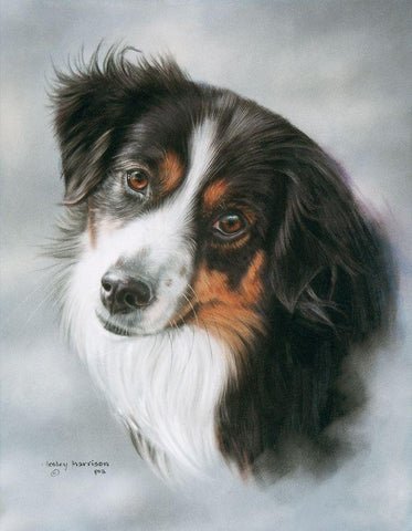 Australian Shepherd White Modern Wood Framed Art Print with Double Matting by Harrison, Lesley