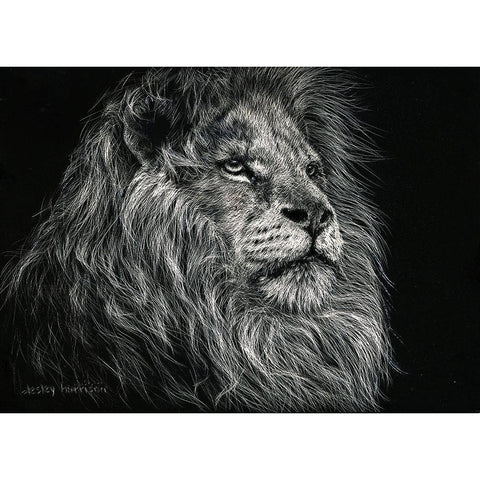 African Lion Black Modern Wood Framed Art Print with Double Matting by Harrison, Lesley