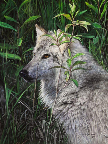 One Wet Wolf Black Ornate Wood Framed Art Print with Double Matting by Harrison, Lesley