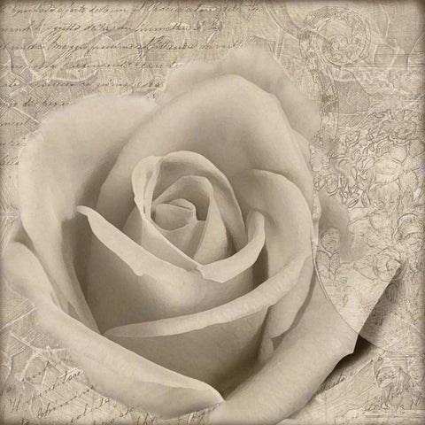 Vintage Rose II White Modern Wood Framed Art Print by Wolk, Lisa